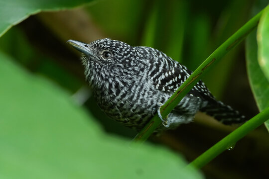 Aves de colombia