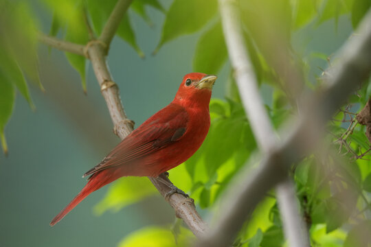 Aves de colombia