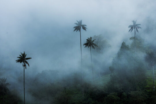 Aves de colombia