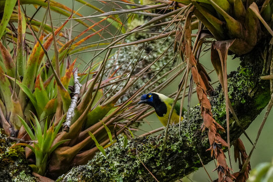 Aves de colombia