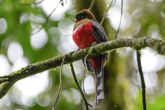 Aves de colombia