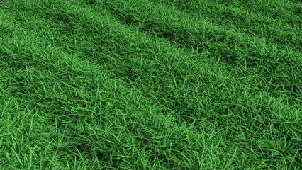 Obraz premium Fresh Green Grass Texture Background for Natural Design 3d render.