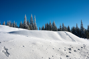 Obraz premium Snowy winter landscape with pine forest under blue sky