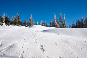 Obraz premium Snowy winter landscape with pine forest under blue sky