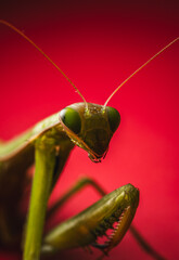 Praying mantis
