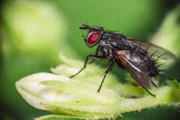 Naklejka premium Fly on leaf
