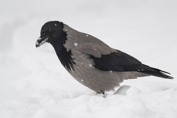 A Crow is Resting in the Snow before Resuming Its Search for Food on a Cold January Morning