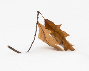 A Small Fallen Oak Branch with Two Rusty Leaves is Creating a Beautiful Scenery while being Gradually Covered by Snow