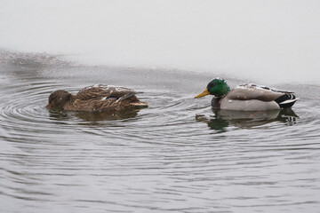 Two Mallard Ducks (Male and Female) are Slowly Swimming on the Lake Surrounded by Snow in Search for Food