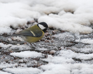 A Great Tit is Standing on the Park Pavement Surrounded by Continually Falling Snow on a Cold January Morning