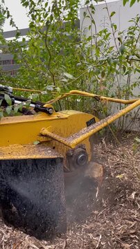 stump grinding after tree removal using heavy-duty grinder