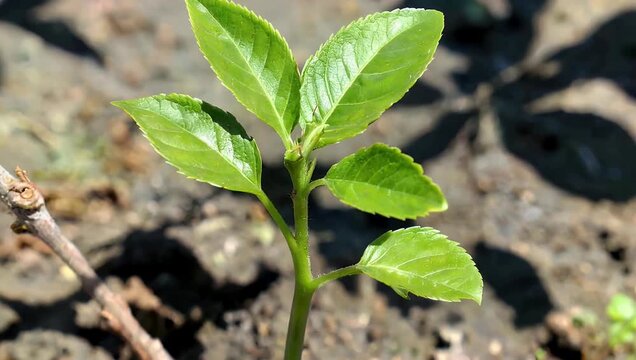 Cinematic 4K macro footage capturing young kush seedling sharp detail against softly blurred background highlighting natural textures delicate leaves early plant growth botanical 