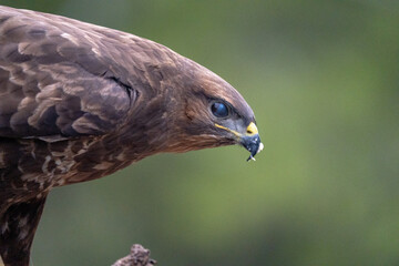 Obraz premium Common buzzard (Buteo buteo) photographed in Spain