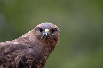 Fototapeta premium Common buzzard (Buteo buteo) photographed in Spain