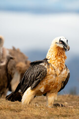 Fototapeta premium Bearded vulture (Gypaetus barbatus) photographed in Spain