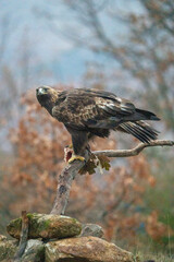 Golden eagle (Aquila chrysaetos) photographed in Spain