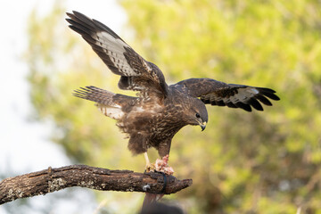 Fototapeta premium Common buzzard (Buteo buteo) photographed in Spain