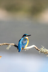 Fototapeta premium Common kingfisher (Alcedo atthis) photographed in Spain