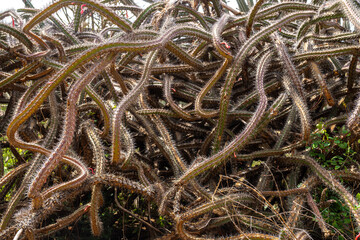 Obraz premium Shoots of an Octopus Cactus (Stenocereus alamosensis)