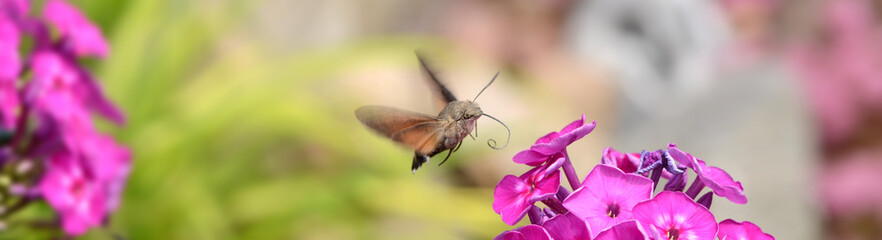 Taubenschwänzchen 7 © K.-U. Häßler