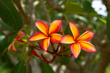 Flowers of Frangipani (Plumeria &rsquo;Angus Gold&rsquo;) Variety