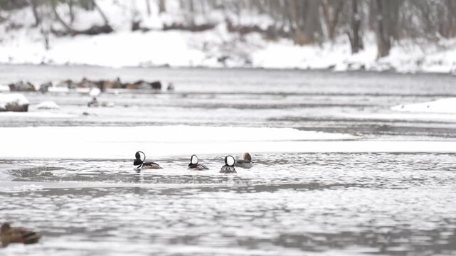 A dynamic winter wildlife clip of hooded merganser ducks performing an intense courtship.