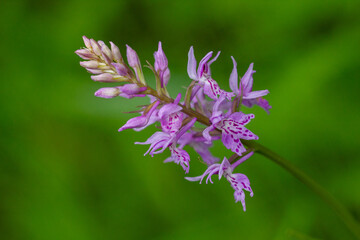 Fototapeta premium Inflorescence of Dactylorhiza fuchsii, the common spotted orchid