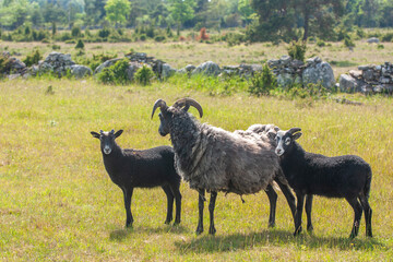 Fototapeta premium Black sheep. The Gute (Gutefår) is a landrace-based breed of domestic sheep native to the Swedish island of Gotland