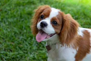 Cavalier King Charles Spaniel Puppy Outdoors