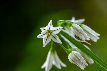 Fototapeta premium White bell shaped blooms of Allium triquetrum also known as three-cornered leek or three-cornered garlic