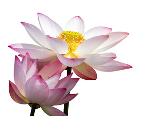 pink water lily isolated