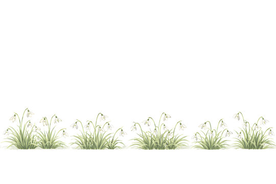 Galanthus Snowdrops Lower Border, Botanical Watercolor Illustration