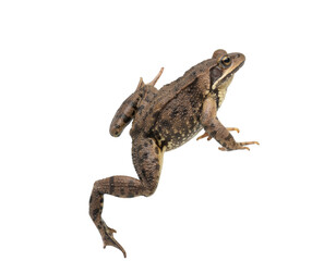 frog isolated on white background