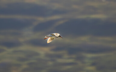 Der Rotschenkel (Tringa totanus) geh&ouml;rt zur Familie der Schnepfenv&ouml;gel (Scolopacidae). Nordisland