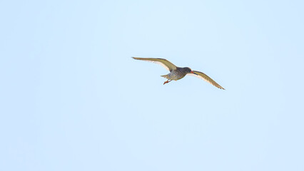 Obraz premium The redshank (Tringa totanus) belongs to the family of waders (Scolopacidae). North Iceland