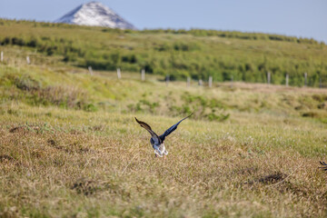 Fototapeta premium Graugänse, wilde Wasservögel in Dalvik, Nordisland