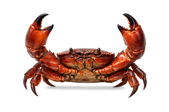 Cooked brown crab with large claws, fresh seafood delicacy, crustacean with transparent background, gourmet ingredient