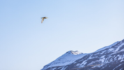 Isl&auml;ndische uferschnepfe, limosa in Dalvik, Nordisland