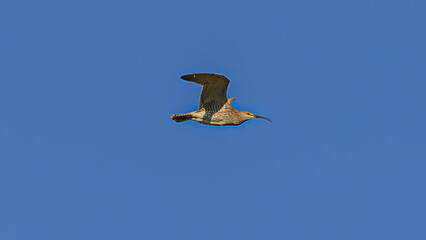 Icelandic godwit, Limosa in Dalvik, North Iceland
