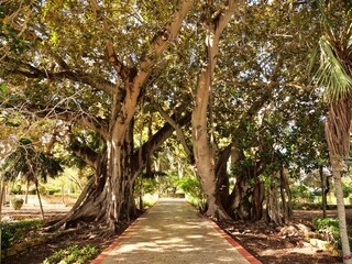 Massive Moreton Bay fig trees (Ficus macrophylla) with huge buttress roots and a
paved pathway in a sunny Mediterranean garden, showcasing natural architecture.
