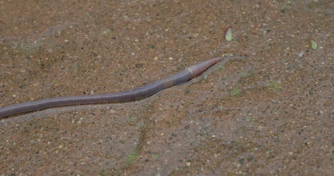 earthworm crawls across wet concrete by contracting its segments
