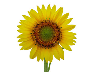 sunflower isolated on white background