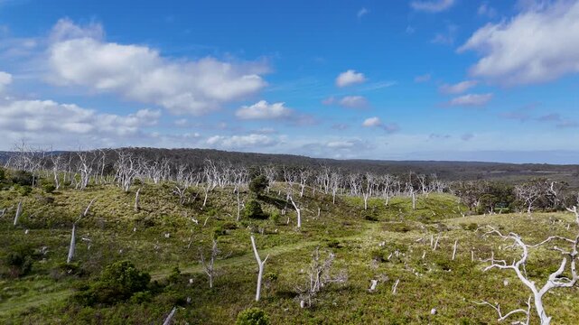 Aerial view of bushland with dry white trees and green vegetation. Natural landscape showing forest regeneration, open fields and native woodland under blue sky, filmed from above.