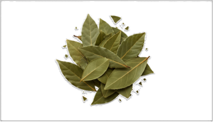 bay leaves isolated on white