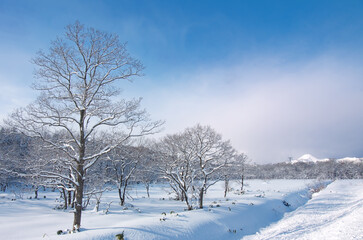 Fototapeta premium 冬の晴れた日の朝、雪に埋もれた北海道内の高層湿原歌才湿原