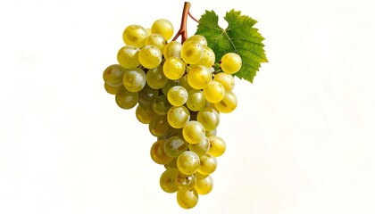 Fresh Green Grapes with Leaf on White Background.