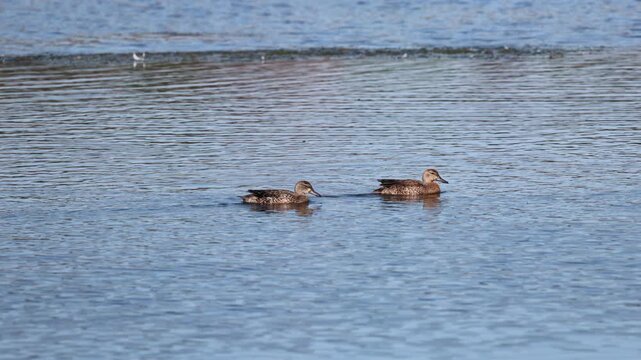 Female gadwall ducks swimming in a lake