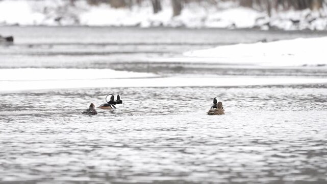 Three male common mergansers swim with a female merganser and a female mallard in a winter freshwater setting. Ice and snow float on the cold water as the ducks move naturally through their habitat.