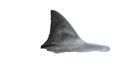 Fototapeta premium A grey fin emerges from a black background, suggesting movement