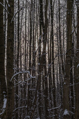 Winter forest with bare trees and soft backlight vertical
